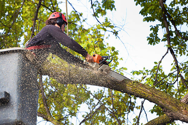 Best Tree Maintenance Programs  in Jensen Beach, FL